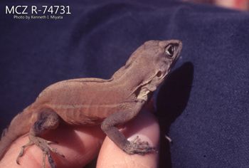 Media type: image;   Herpetology R-74731 Description: Photo of animal in life, taken in the field by Dr. Kenneth Ichiro Miyata. A slide of the photo was scanned in 2012 by Melissa Wooley.;  Aspect: lateral